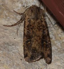 Euxoa ochrogaster