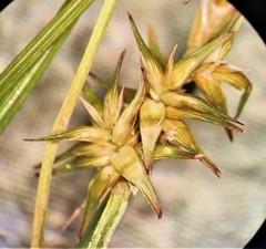 Carex echinata echinata