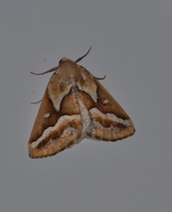 Caripeta angustiorata