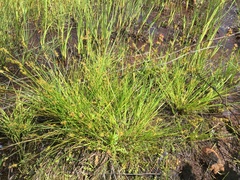 Carex echinata echinata