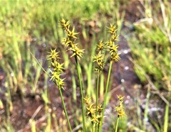 Carex echinata echinata