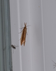 Donacaula melinellus