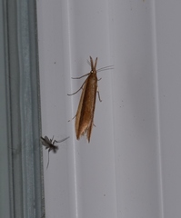 Donacaula melinellus