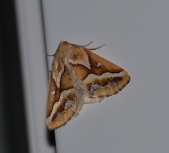 Caripeta angustiorata