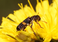 Eleale pulchra