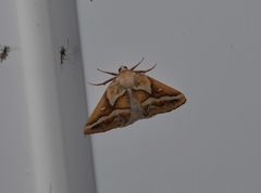 Caripeta angustiorata