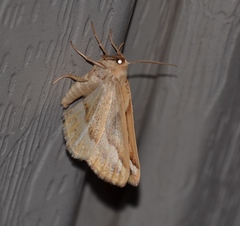 Caripeta angustiorata