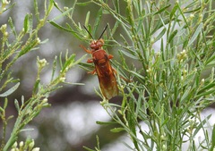 Sphecius convallis