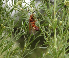 Sphecius convallis