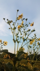 Silphium perfoliatum