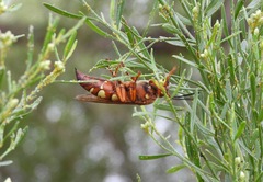 Sphecius convallis