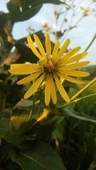 Silphium perfoliatum