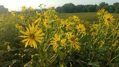 Silphium perfoliatum