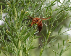 Sphecius convallis