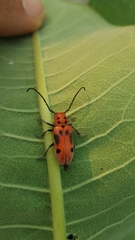 Tetraopes tetrophthalmus