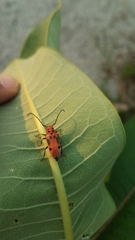 Tetraopes tetrophthalmus