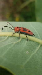 Tetraopes tetrophthalmus