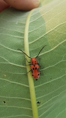 Tetraopes tetrophthalmus