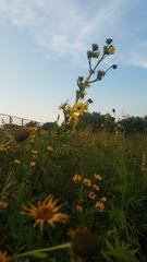Silphium laciniatum