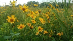 Heliopsis helianthoides