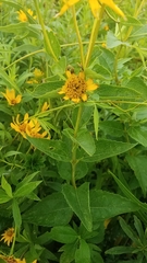 Heliopsis helianthoides