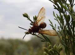 Sphecius convallis