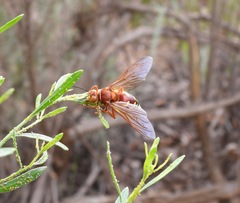 Sphecius convallis