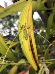 Eburia maccartyi