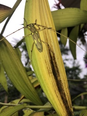 Eburia maccartyi
