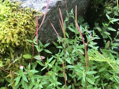 Epilobium hallianum