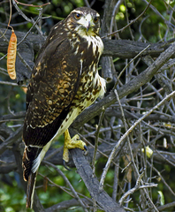 Parabuteo unicinctus unicinctus