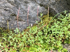 Epilobium hallianum