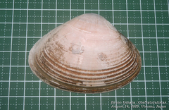 Mactra chinensis