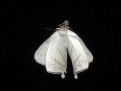 Urapteroides astheniata