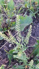 Lepidium densiflorum pubecarpum