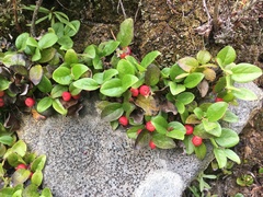 Gaultheria humifusa