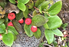 Gaultheria humifusa