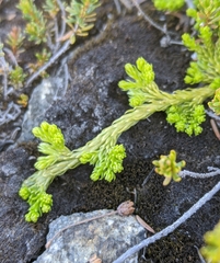 Lycopodiales