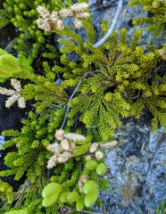 Lycopodiales