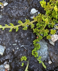 Lycopodiales
