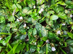 Strobilanthes reptans