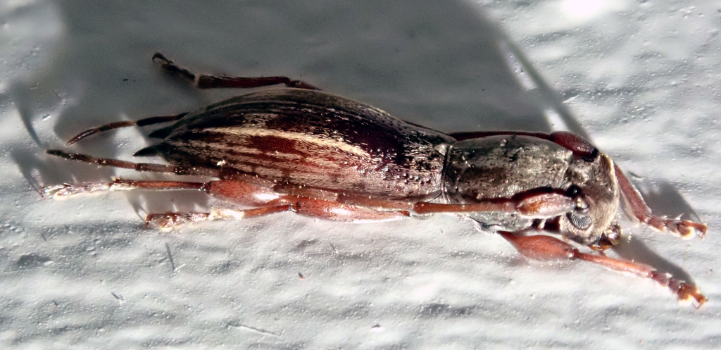 Mesolita pascoei