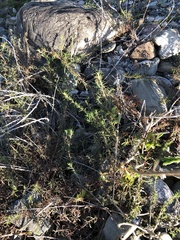 Chamaenerion colchicum