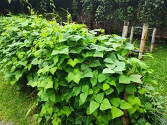 Psophocarpus tetragonolobus