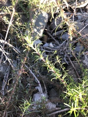 Chamaenerion colchicum