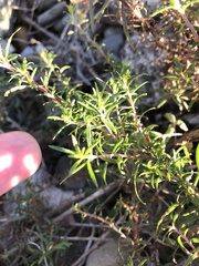 Chamaenerion colchicum