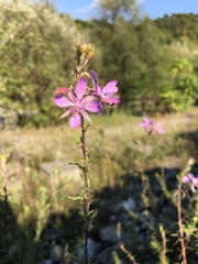 Chamaenerion colchicum