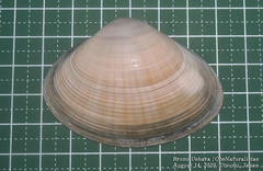 Mactra chinensis
