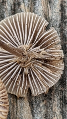 Cylindroiulus britannicus