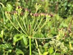 Ligusticum canbyi
